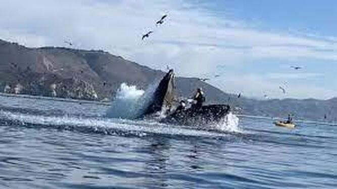 Escalofriante imagen del momento que una ballena engulle a dos mujeres que hacían Kayak