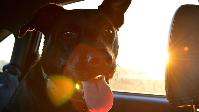 La manera legal sobre cómo actuar si ves un perro encerrado en un coche