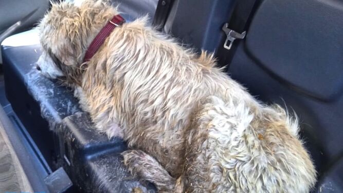 Imagen del perro rescatado siendo trasladado por la Policía Local de Granada
