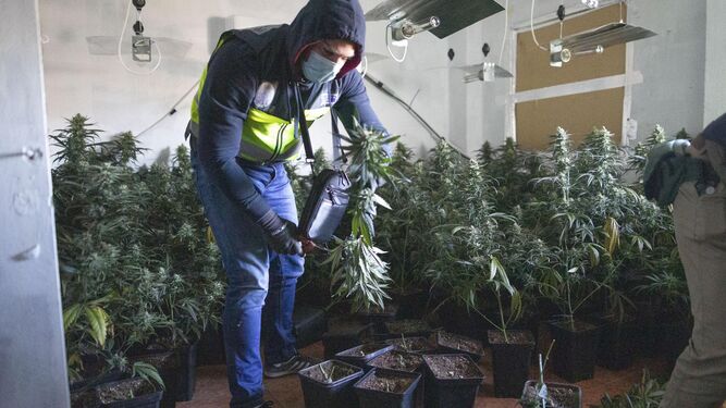 Imagen de archivo de una redada de la Policía Nacional contra el cultivo de marihuana en interiores
