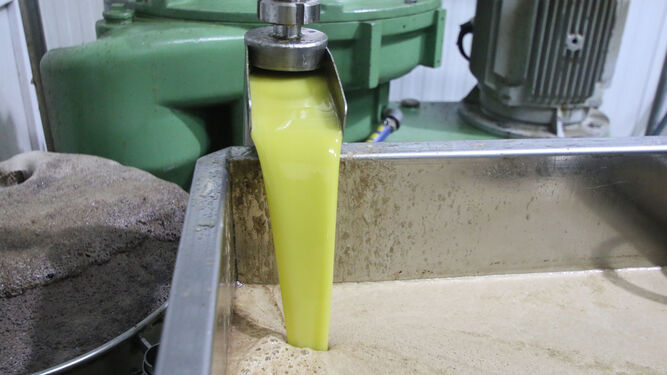 Imagen del proceso de extracción del aceite de oliva de la aceituna en una almazara