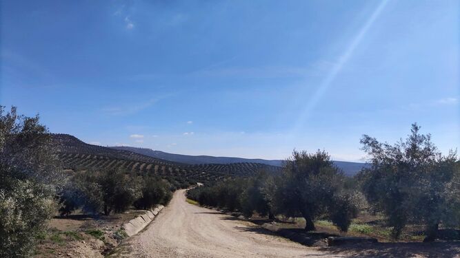 Paisaje de olivar de la provincia de Jaén