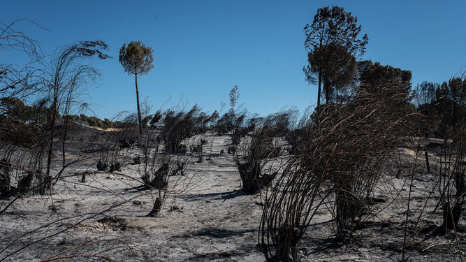 Incendio forestal en Doñana.