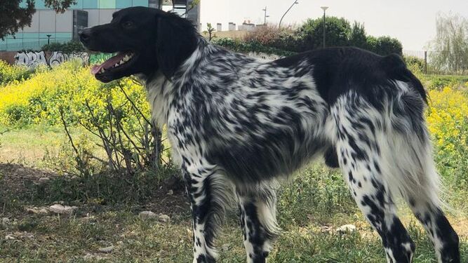 Lucki, el perro bretón desaparecido que mantiene en vilo a una familia de Granada