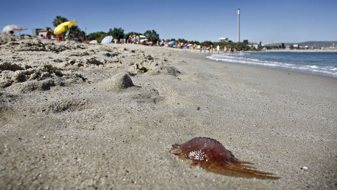 Las medusas suelen aparecer varias veces a lo largo del verano