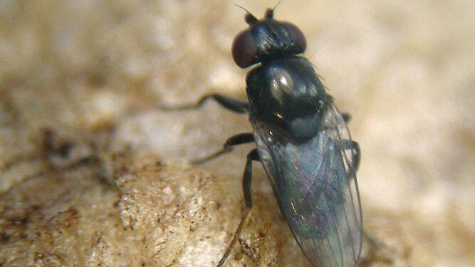 La plaga de la mosca negra ha llegado a diferentes puntos de España