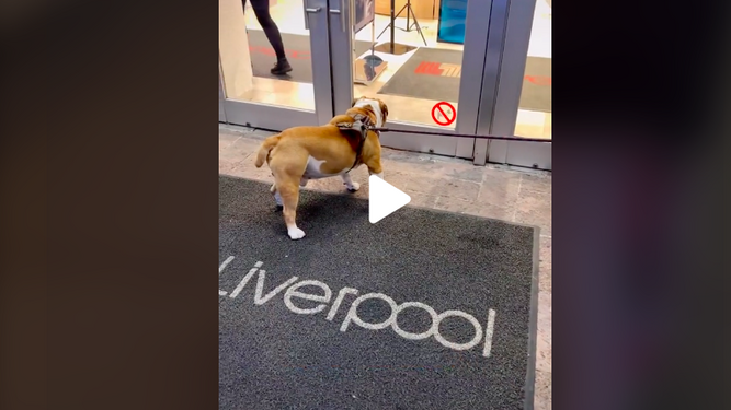 Discriminan en una tienda a un perro de la raza bulldog inglés por estar gordo