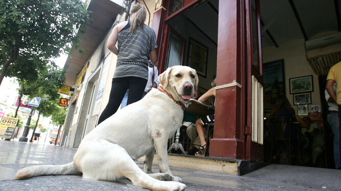 Los perros cuentan con espacios en Granada en los que son bienvenidos