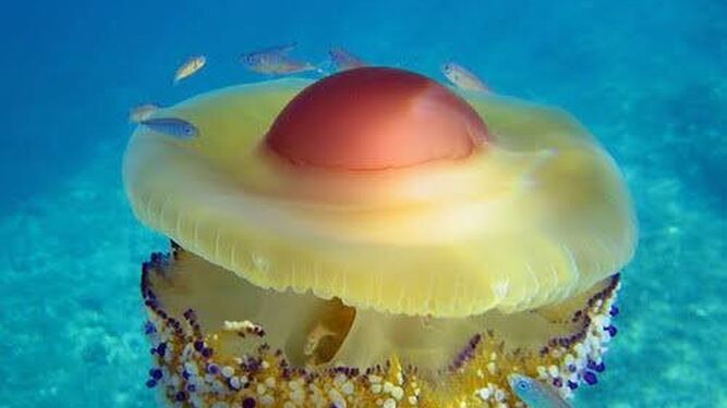 ¿Conoces las medusas 'huevo frito' que están apareciendo en la costa de Granada?