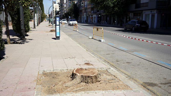 Nueva tala de árboles en la calle Arabial de Granada