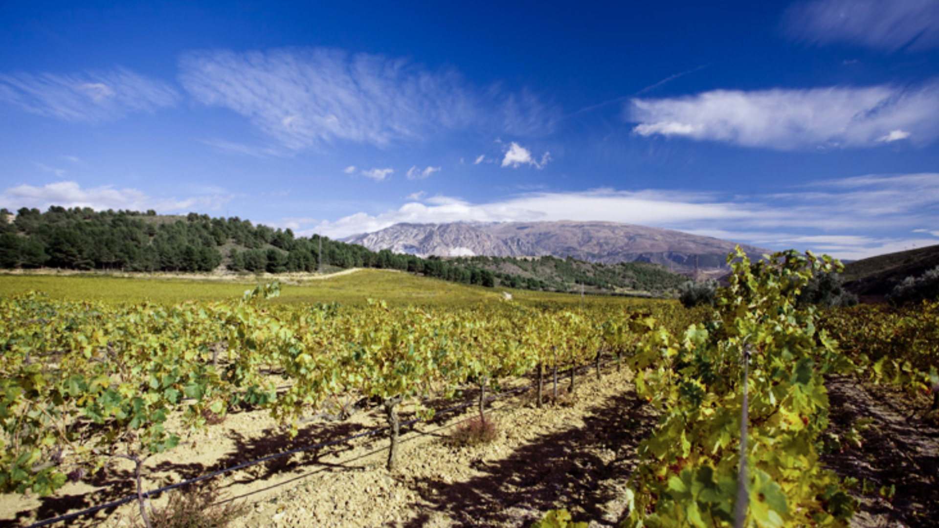 La ruta de bodegas para recorrer las Alpujarras granadinas bebiendo buenos vinos