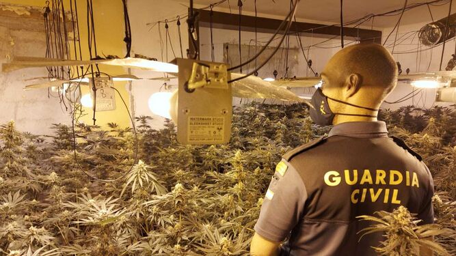 Desmantelados en pueblos de Granada siete centros de producción de marihuana