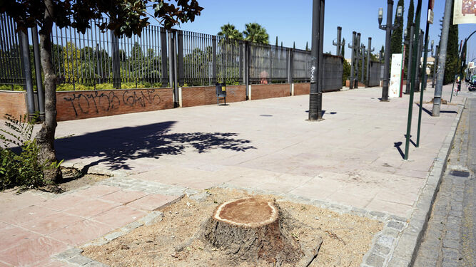 Imagen de los árboles talados frente al Parque Federico García Lorca, en la calle Arabial