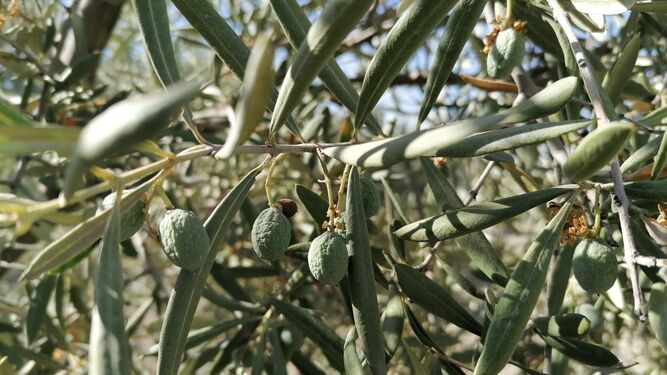Estado de las aceitunas en los olivos cordobeses por la falta de agua.