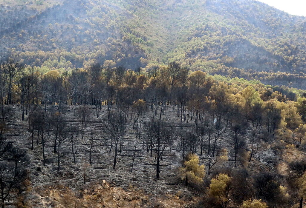 Las im&aacute;genes del incendio de Granada que causa terror en la provincia