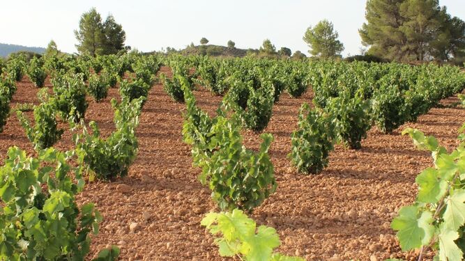 Las viñas del campo de Yecla, en pleno crecimiento para ofrecer grandes caldos a los consumidores.