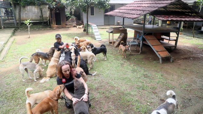 Los perros rescatados de un matadero en Indonesia disfrutan de Una nueva vida en Canadá