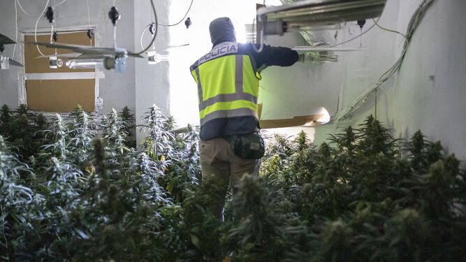 La Guardia Civil de Granada incauta mil plantas de marihuana en Casanueva