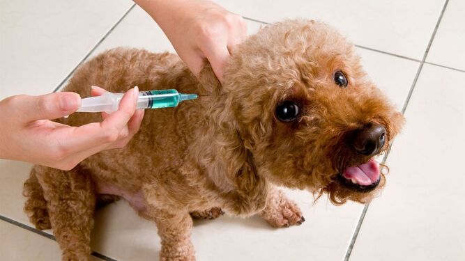 La Real Sociedad Canina pide que la vacunación de perros contra la rabia sea obligatorio en toda España
