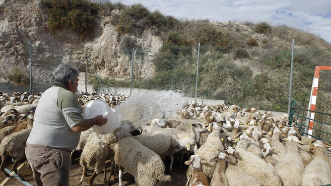 Imagen de archivo de un rebaño de ovejas