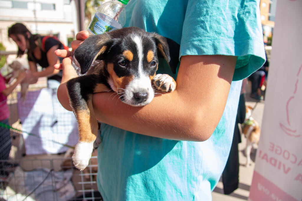 &iquest;Has estado en el primer desfile solidario de mascotas celebrado en Motril?