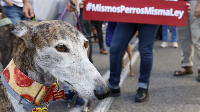 250 personas y sus perros piden al PSOE ante el Congreso que no excluya a los de caza de la Ley de bienestar animal