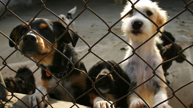 Rescate Animal Granada se planta: "Jamás va a terminar el abandono"