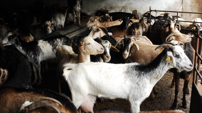 Andalucía anuncia ayudas extra para alimentar el ganado inmovilizado por viruela  en Granada | Foto de archivo
