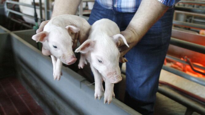 Dos crías de cerdos en una granja.