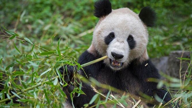 Deforestación, fragmentación del territorio y caza furtiva, amenazas del panda gigante para WWF en su Día Internacional