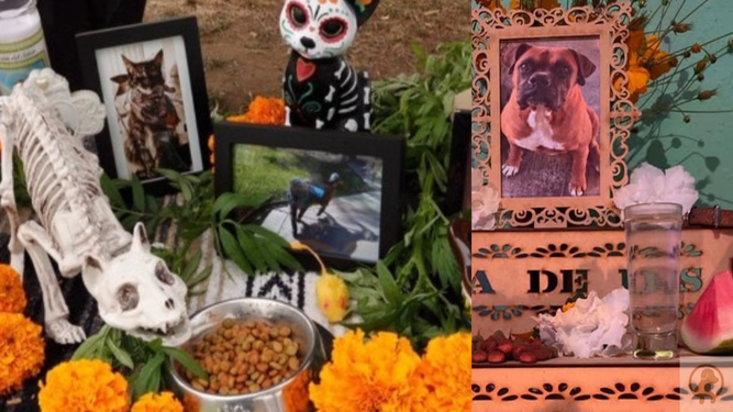 Los altares más emotivos y virales que han dejado el Día de Muertos de las Mascotas en México