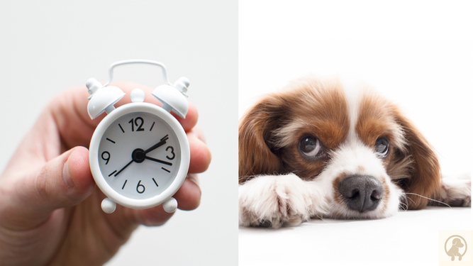 Cambio de hora: así puede llegar a afectar a tu mascota