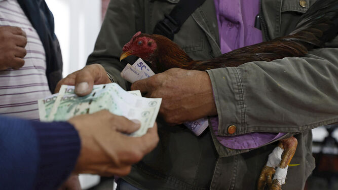 Dos hombres apuestan dinero por una pelea de gallos en una imagen de archivo.
