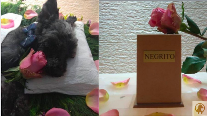 Una mujer organiza un funeral para su perro anciano y se vuelve viral