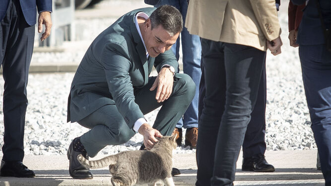 Pedro Sánchez acaricia un gato durante el acto de inauguración de la autopista eléctrica en Baza