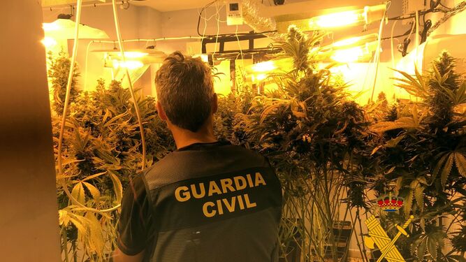 Plantación de marihuana intervenida por la Guardia Civil (Foto de archivo)