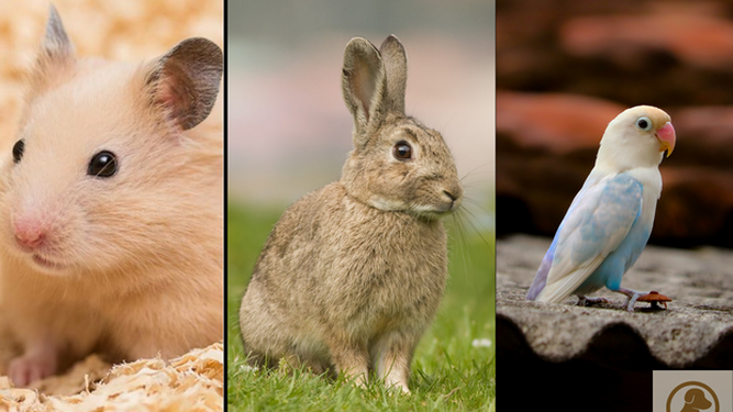 Estas son los animales ilegales con los que te podrían multar con la nueva Ley de Bienestar Animal