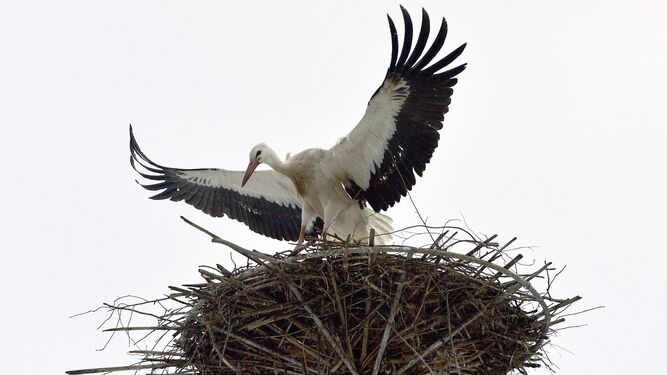 Un estudio de la UGR asocia el de cuerdas y colillas para hacer nidos a reducción la supervivencia de aves de ciudad