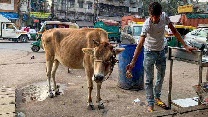 Un joven con una vaca en Nueva Delhi