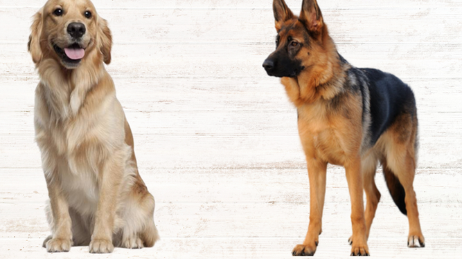 Del Golden Retriever al Pastor Alemán: razas de perros ideales para familias con niños
