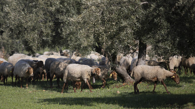 Imagen de archivo del ganado pastando en la Dehesa del Generalife