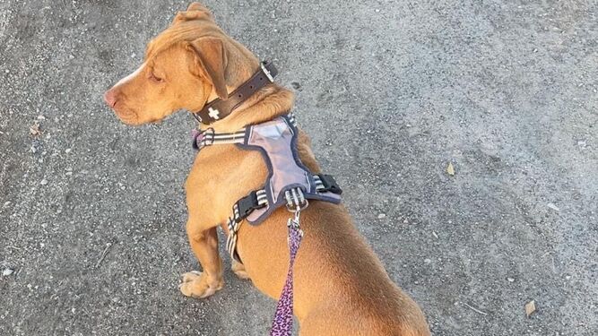 Piden colaboración para encontrar a un perro perdido en Granada tras escuchar un petardo