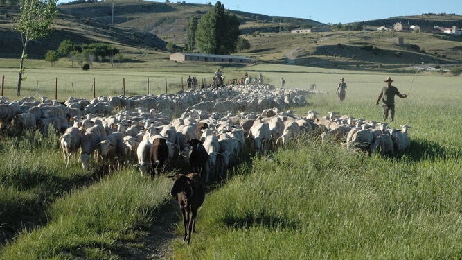 Reclaman ayudas por la viruela ovina y un cambio que facilite la exportación