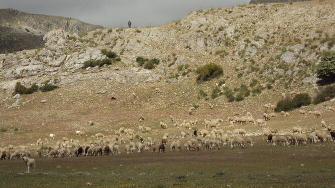 Imagen de archivo del pastoreo de ovejas segureñas en Granada