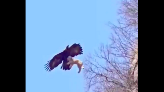 La cruel naturaleza salvaje: un águila caza un perro y se lo lleva volando