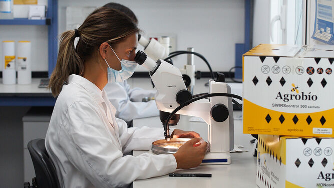 Laboratorio de Agrobio trabajando en el desarrollo de estrategias de control biológico.