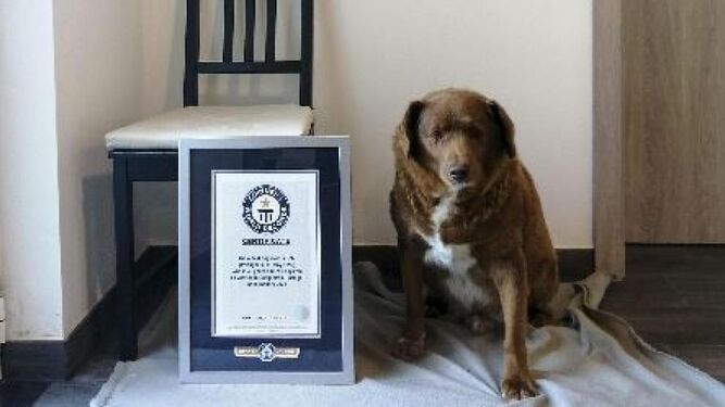 Bobi se convierte en el perro portugués más viejo del mundo en la historia de los Récord Guinness