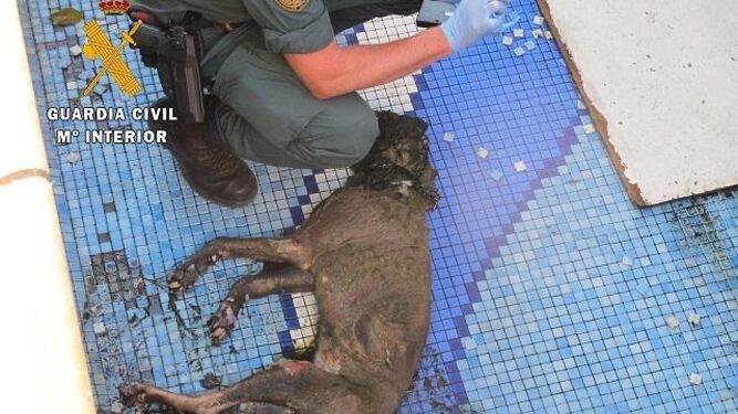 Imagen de un perro rescatado por la Guardia Civil.