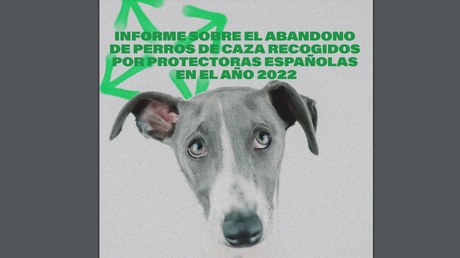 Un estudio revela el número de perros de caza abandonados en España en 2022: comunidades donde más se abandona