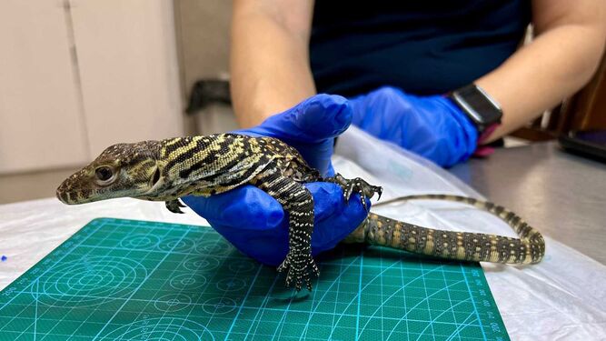 Nacen por primera vez desde hace 10 años, cinco crías de dragón de Komodo en España